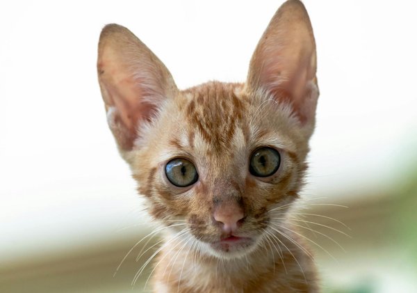 Effective Strategies for Socializing Your Shy Basenji with Dogs and New People