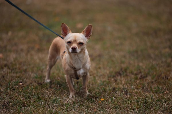 Essential Tips for Traveling with Brachycephalic Cats: A Guide for Persian Cat Owners